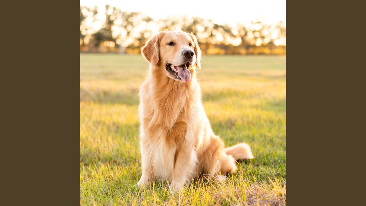 Gentle Echoes For Dogs