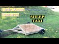 SHEEP TAXI