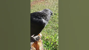 Imprinted Crow Birds Raven Wildlife Animals 