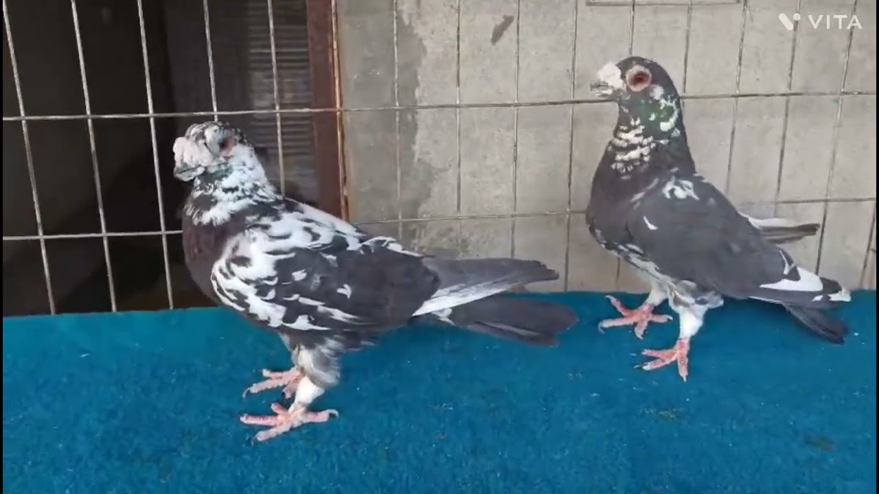 Fancy Pigeons For Sale In India..