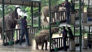 Feeding time at the Uda Walawe Elephant Transit Home (Sri Lanka)