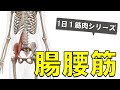 【1日1筋肉×腸腰筋】歩く上で必須な股関節の深部筋：腸腰筋の起始停止と作用について