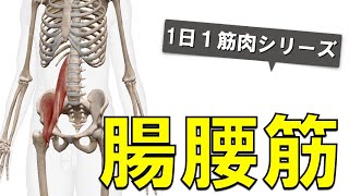 【1日1筋肉×腸腰筋】歩く上で必須な股関節の深部筋：腸腰筋の起始停止と作用について