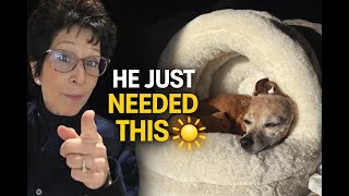Why This Anxious Dog Stopped Hoarding Food Overnight