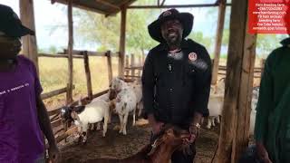 How to check goats age and the activeness of the male phenotypically