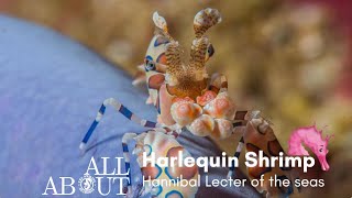 All About Harlequin Shrimp : Hannibal Lecter of the Seas