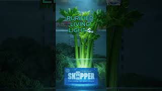 Skipper Fridge Hydration Pack 🥬💧 #foodwaste #madeinusa #kitchenhacks 🔗👆