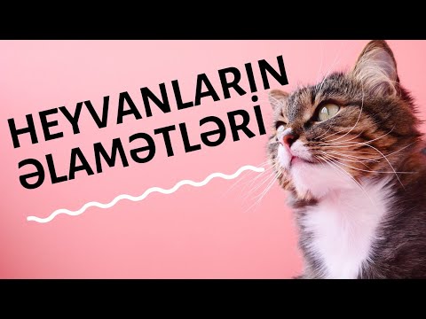 Video: Dövlətin Kəsdiyi Heyvanlar üçün Nə Deməkdir?
