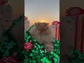 Sending fluffy festive purrs  purr cat persiancat