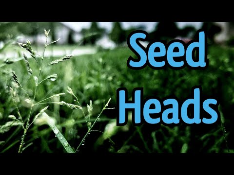 SEED Heads in The Lawn //What To Do?//Spring Lawn Tips
