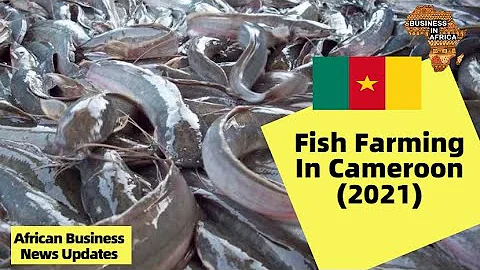 Che moneta si usa in Camerun?