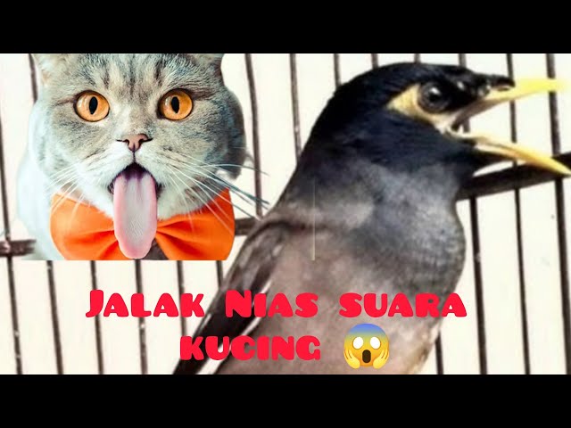 Jalak Nias suara kucing class=