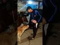 गाय की सेवा मे ही भगवान की सेवा हे#protectanimals#cow#animals#rescueanimals#helpingeveryone