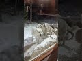 Vancouver Island Wolf #shorts #short #shortvideo #cute #vancouver #wolf #animals #nature