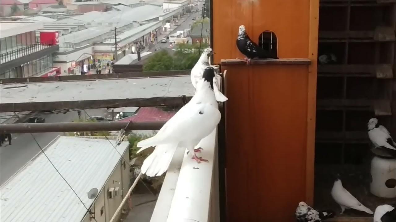 Как отпугнуть голубей с балкона. Против голубей. Ограждение от птиц. Голубь на подоконнике. Как отпугнуть голубей с балкона чтобы не прилетали.