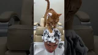When oyen become spa theraphist #catvideos #funnyvideo #memes