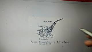 Vd:5 V.S of Ligule of Selaginella