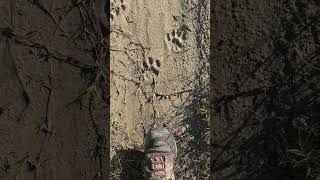 Tracking mountain lions - A love story #wildlife #mountainlion