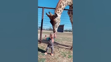 سورة الفيل بصوت جميل