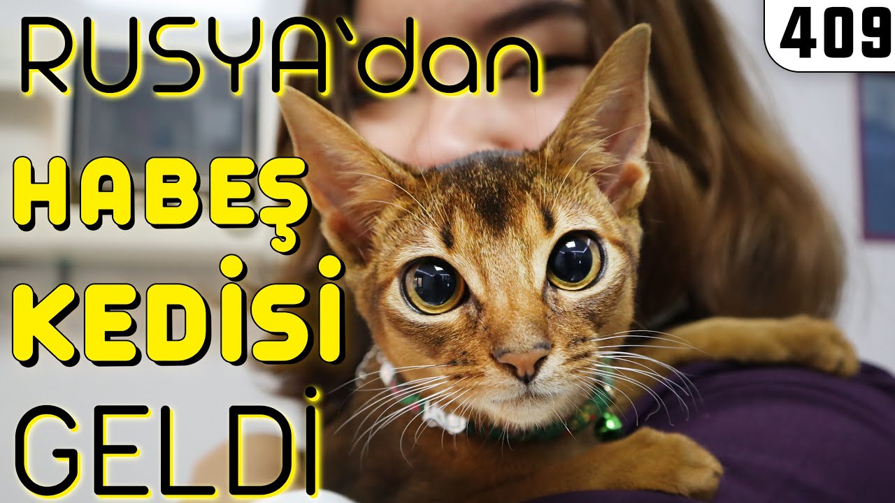 HABEŞ KEDİSİ Görmeyen? DoBiDa Hizmeti Ayağınıza Getirdi Sonra 40TL ödersiniz bah!