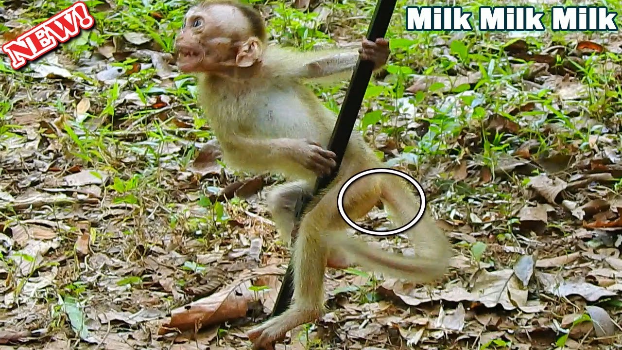 Wow Elpida! Poor baby Elpida screaming cry loudly ask milk so terrible from cameraman till flow.....