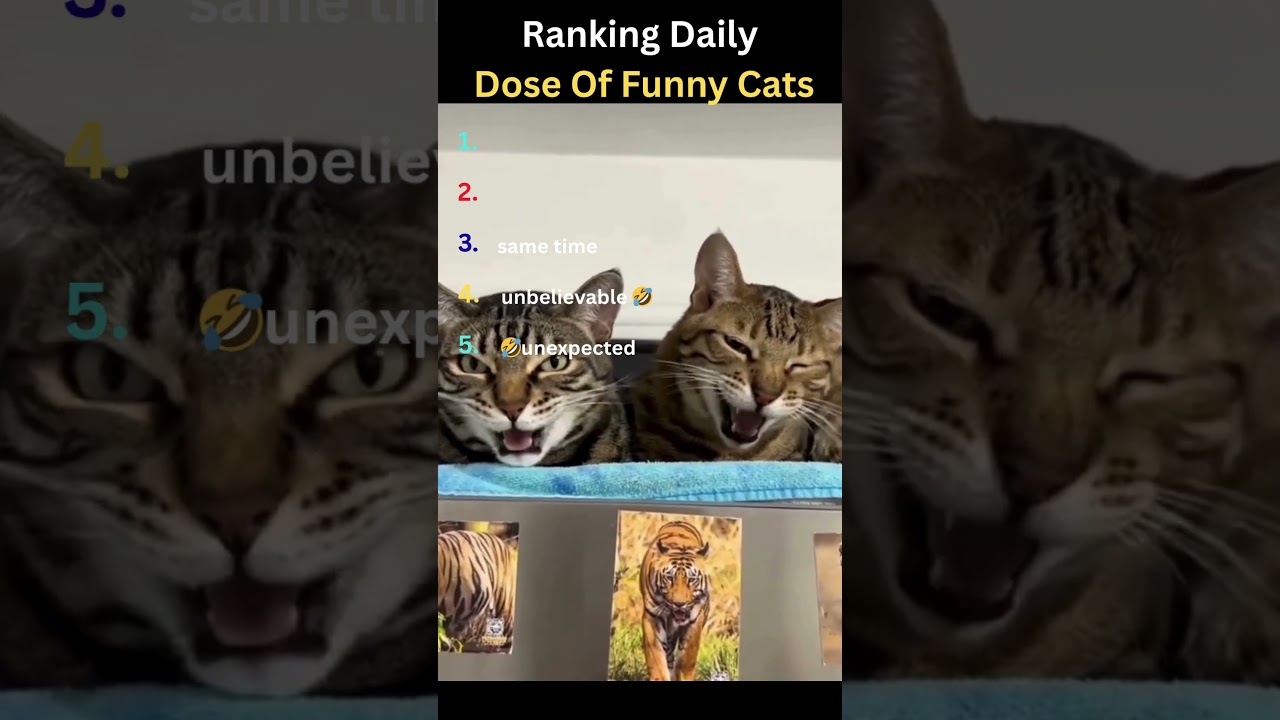 Рейтинг ежедневной дозы забавных котов 