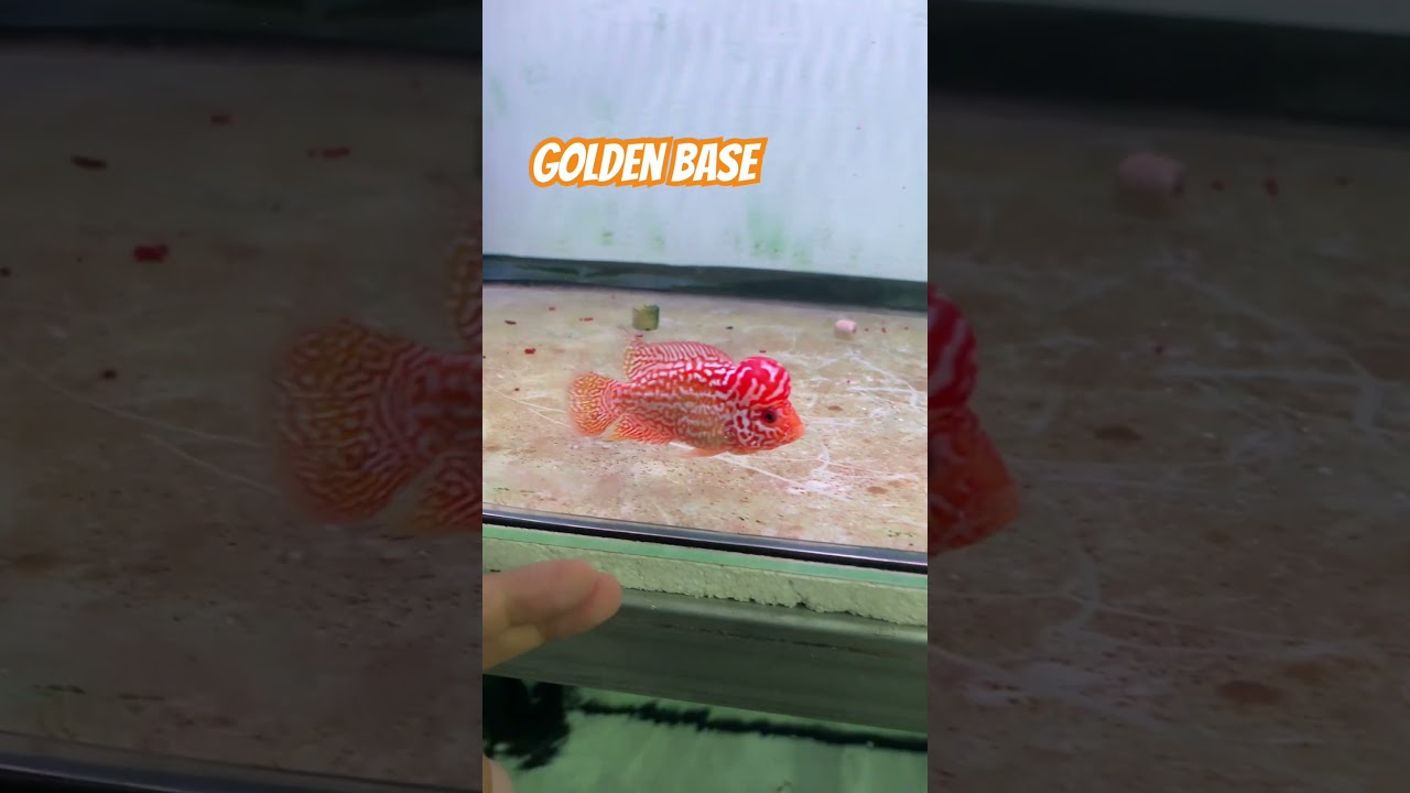 Anyone loke Red Fish ?? Exotic ?? Comment below 