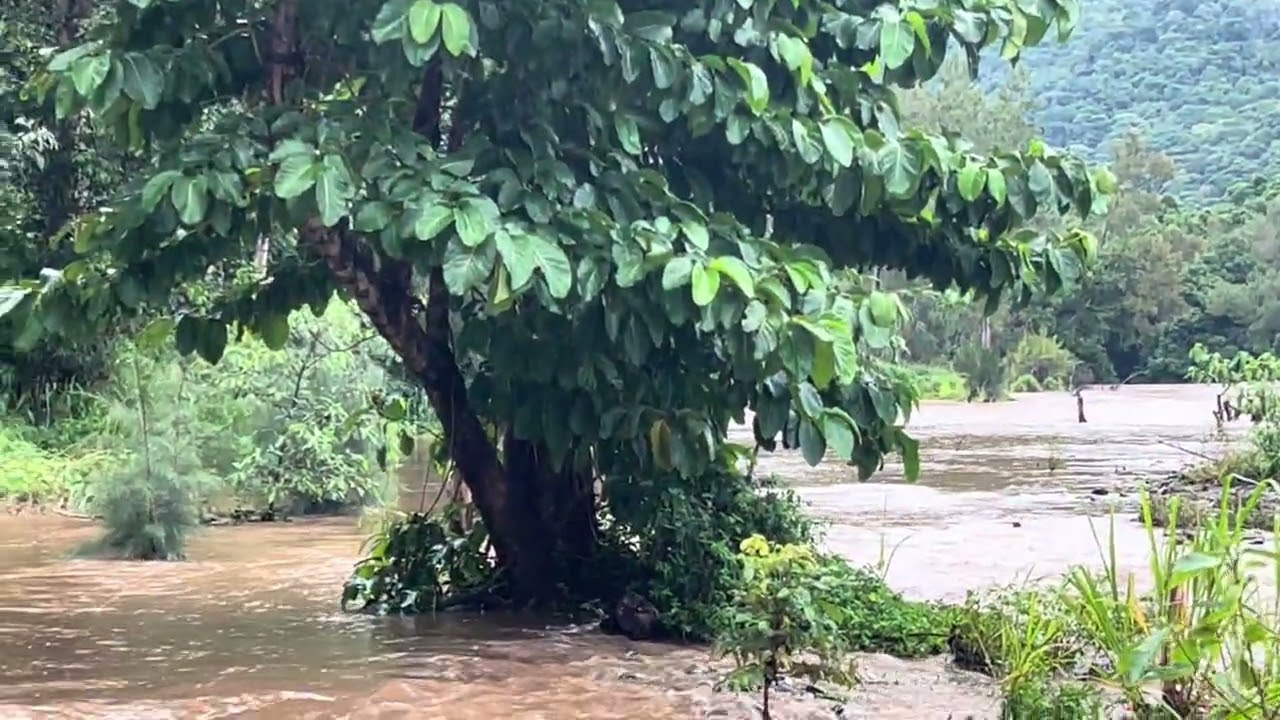 Kamerunga old bridge over the Barron River Queensland 