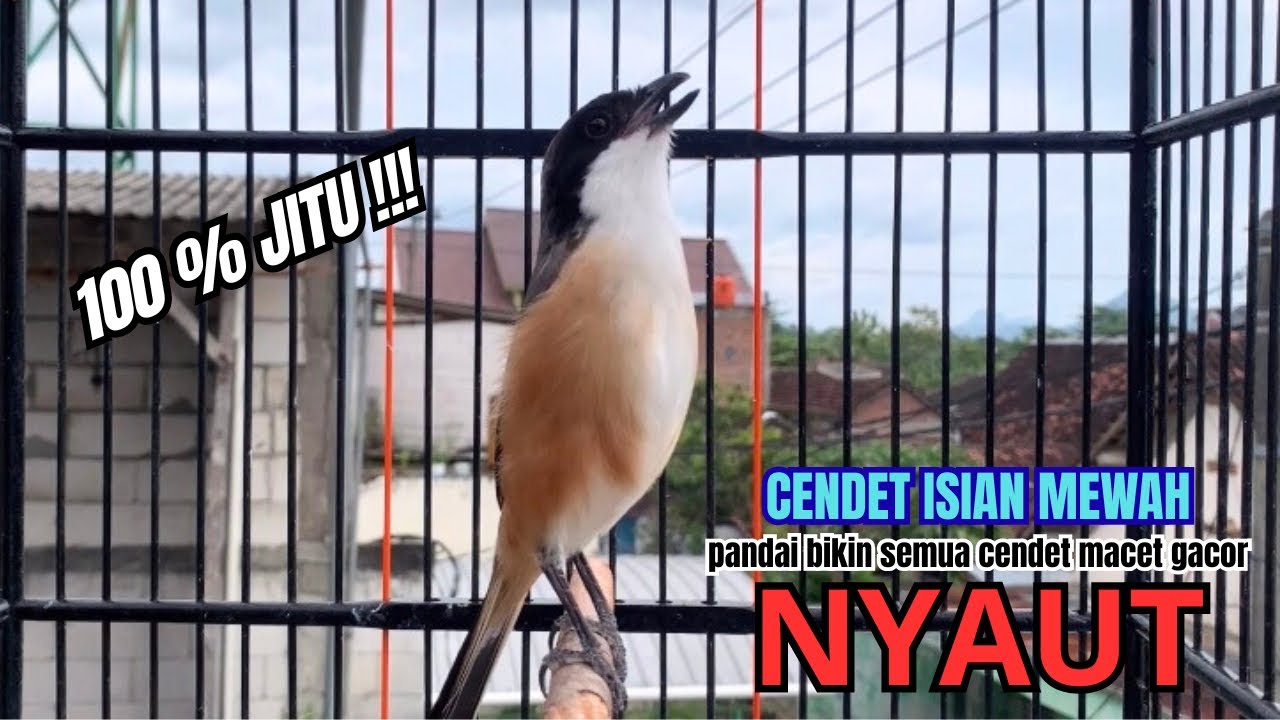 burung cendet gacor FULL ISIAN KEKINIAN PANCINGAN CENDET AGAR BUNYI bikin BURUNG PENTET GACOR EMOSI