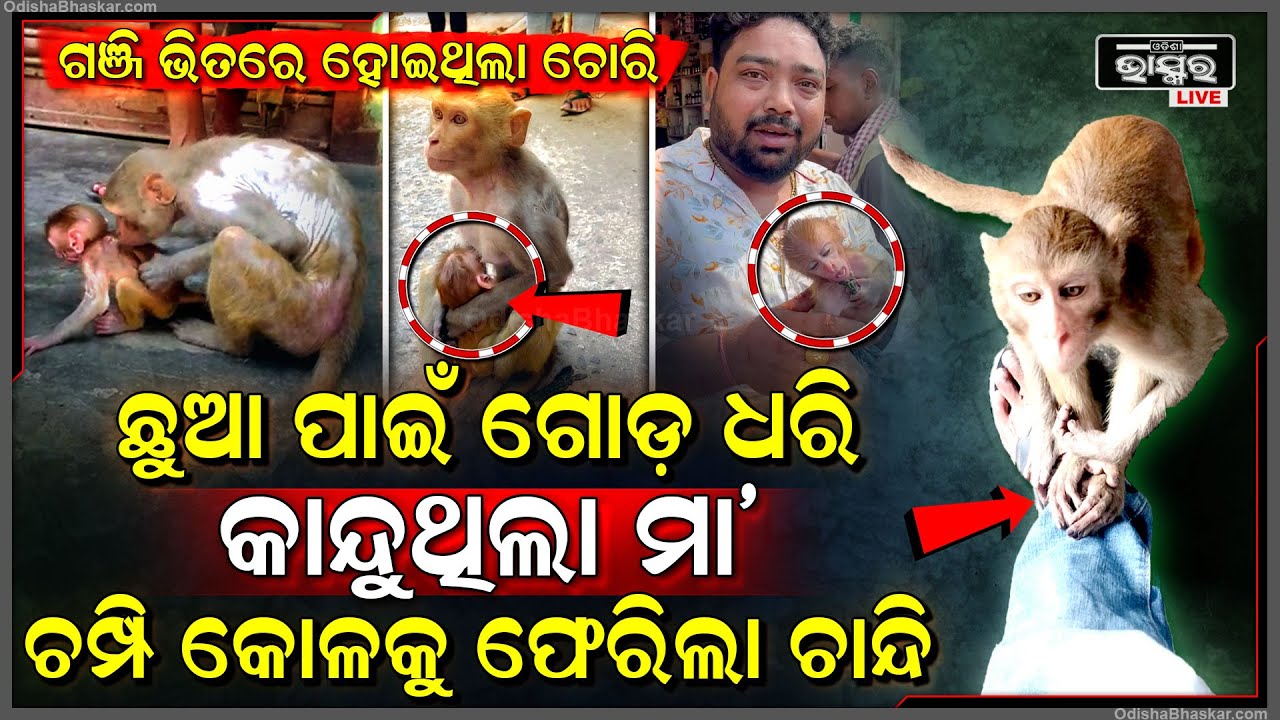 ଛୁଆକୁ ନ ପାଇଁ ଗୋଡ ଧରି କାନ୍ଦିଥିଲା ମା' ମାଙ୍କଡ଼... ୨୧ ଘଣ୍ଟା ପରେ ମା’ ତା ଛୁଆକୁ ପାଇ ଗେହ୍ଲ କରି କାନ୍ଦୁଛି...