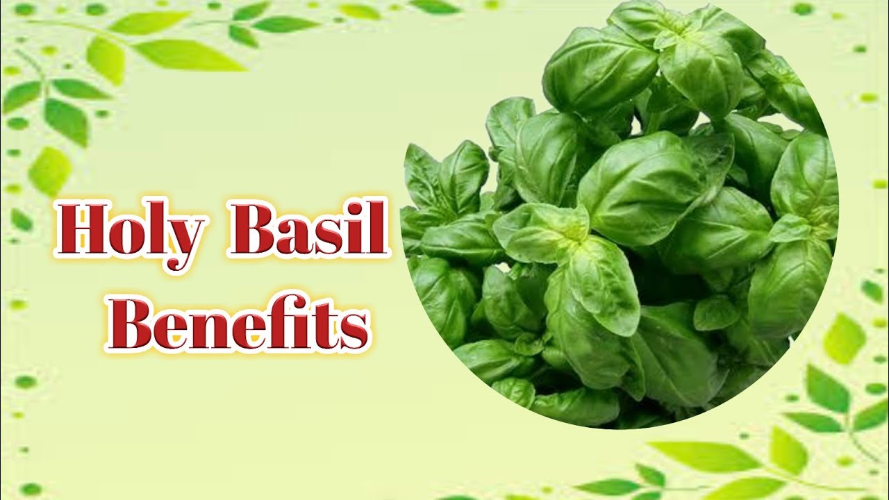 Holy basil benefits uses of basilnaturefullofbenefits YouTube