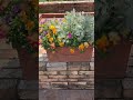 そよ風にゆらぐ春の寄せ植え#garden #gardening #spring #flowers #ガーデン