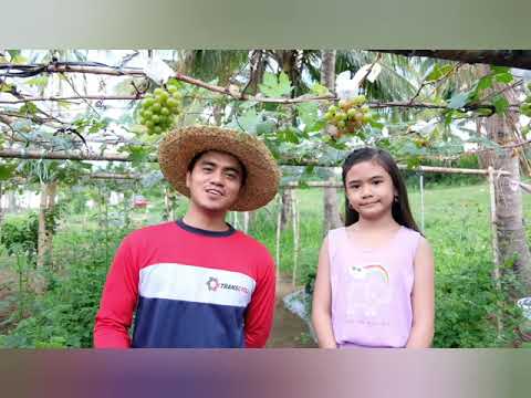 Paano Magpabunga ng grapes with results, Everest and Brazilian Hybrid Variety