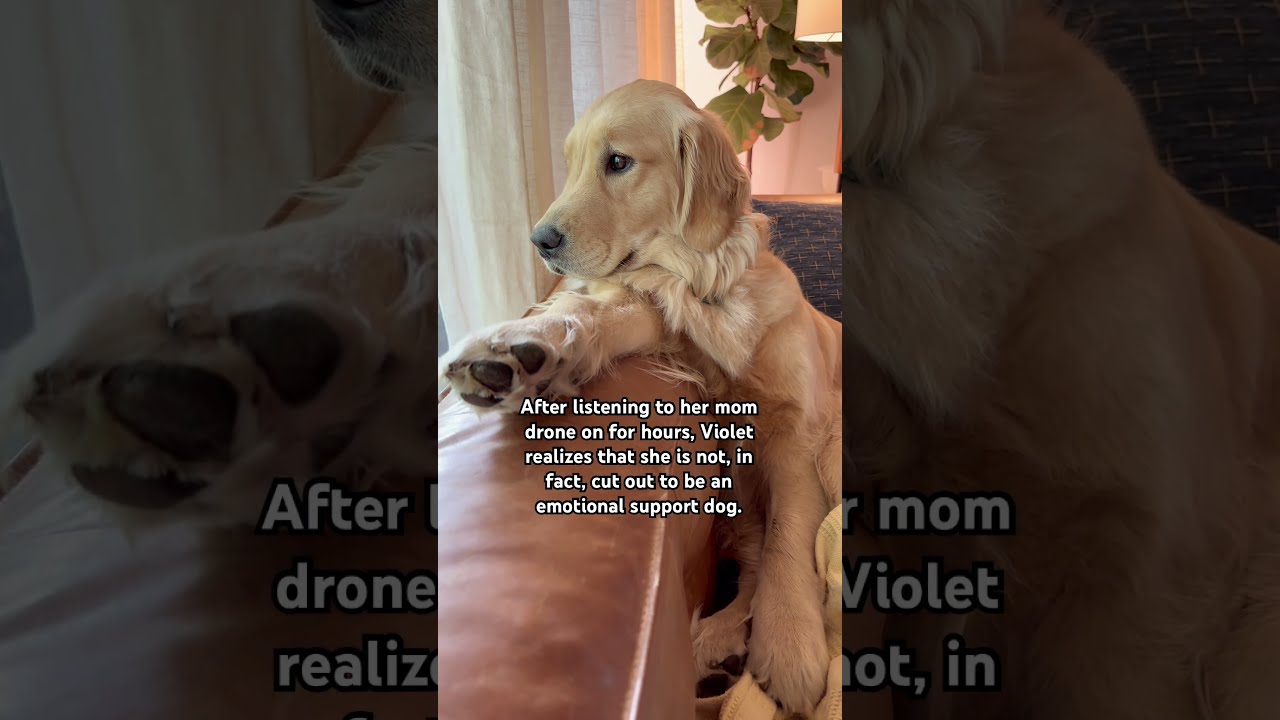 Well There Goes That Job Time To Ask HR For A Reassignment Funnydogs Emotionalsupportdog Dogs