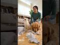 The cat exposes the truth while dog stays silent in a hilarious living room crime scene🤫#cat #dog