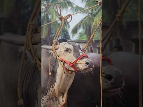VADAKKAN KALA