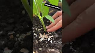 The 15 Second Garden Hack You’ll Wish You Knew Sooner!