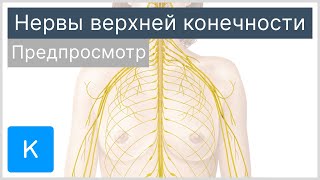 Нервы верхней конечности (предпросмотр) - Анатомия человека | Kenhub