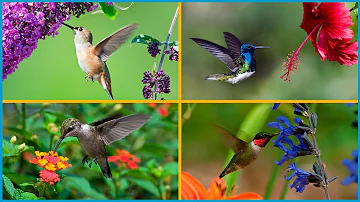 ¿Qué color de flores atrae mejor a los colibríes?
