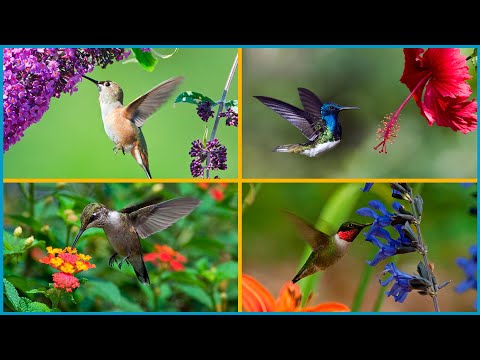 Video: Zona 9 Plantas de colibríes: Cómo atraer colibríes en los jardines de la Zona 9