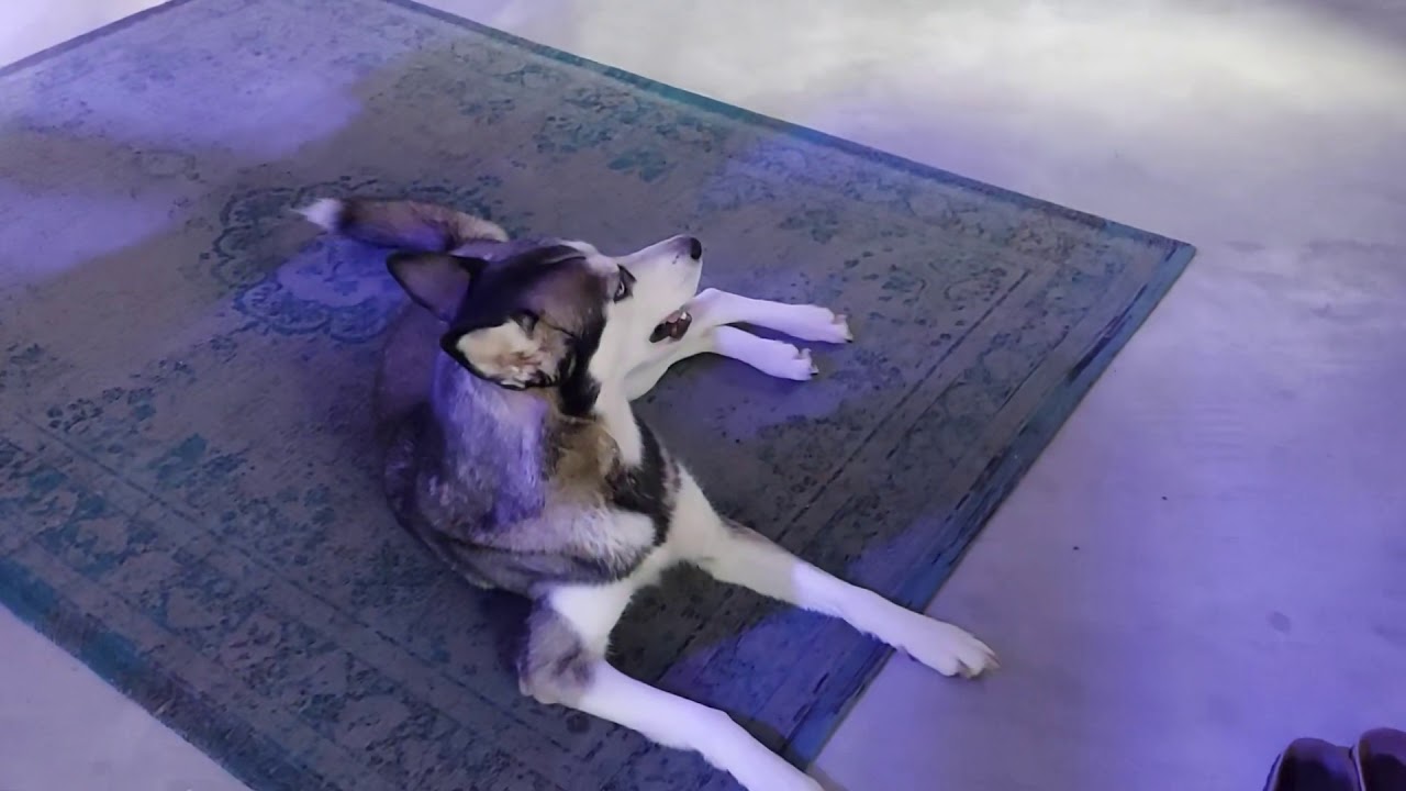 Dog throws Temper Tantrum Dramatic Mika the Husky YouTube