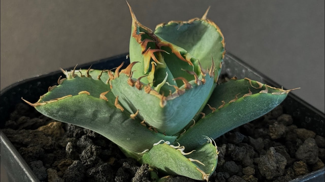 アガベ・チタノタ 螃蟹（芽）- 009｜agave titanota Crab | Plus_