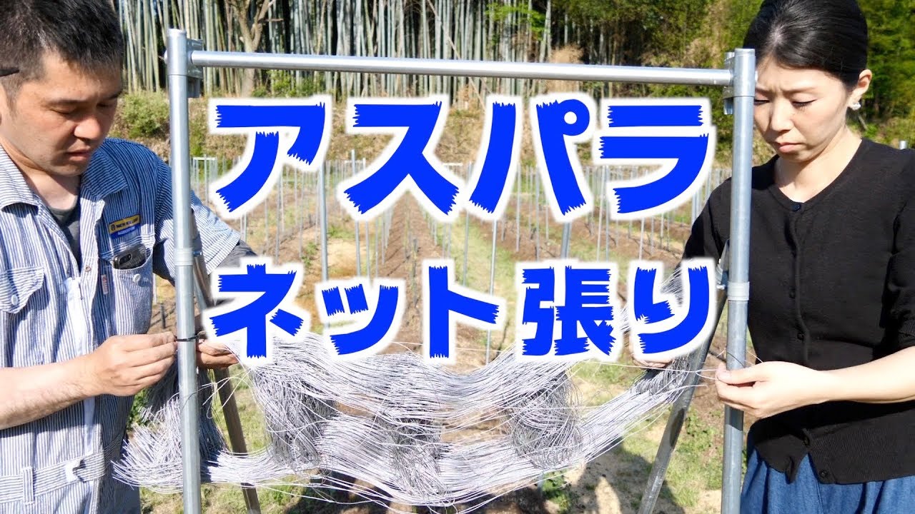 5/3   アスパラ立茎とネット張り#363