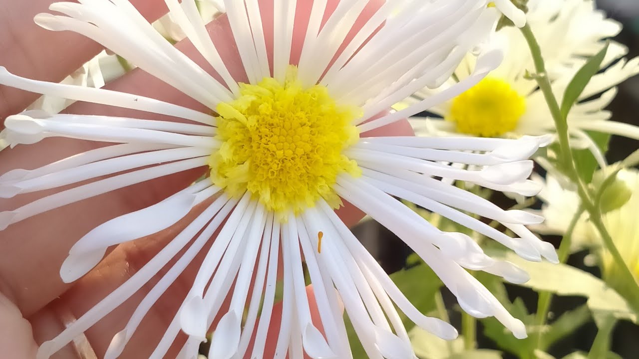Chrysanthemum.. YouTube