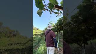 Regular days at the farm 🥝✅🌿#farming #satifarms