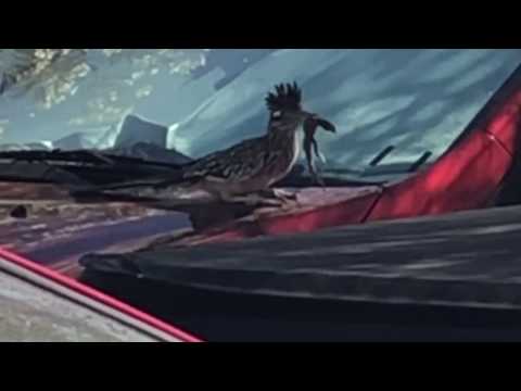 Road Runner with a dead lizard