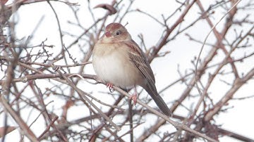 Field Sparrow at Troy Meadows New Jersey