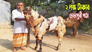 Breed with Totapuri Male Goat of 2 lakh 13 thousand BDT In Natore Bangladesh
