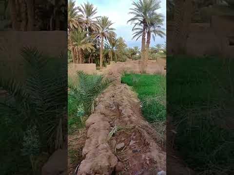 الركبة زاكورة 