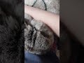 #yutubeshorts #cute #cuterabbit #rabbit #jvke #her #music #mycuterabbit #subscribe